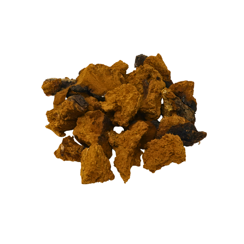 chaga