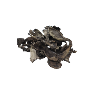 Dried Blue Chanterelle Mushrooms