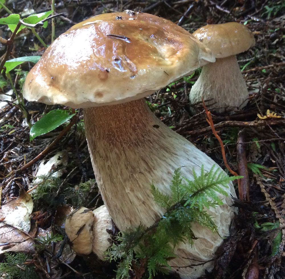 fall-foraging-tours-vancouver-island