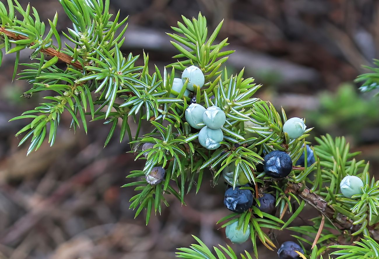 juniper-berries