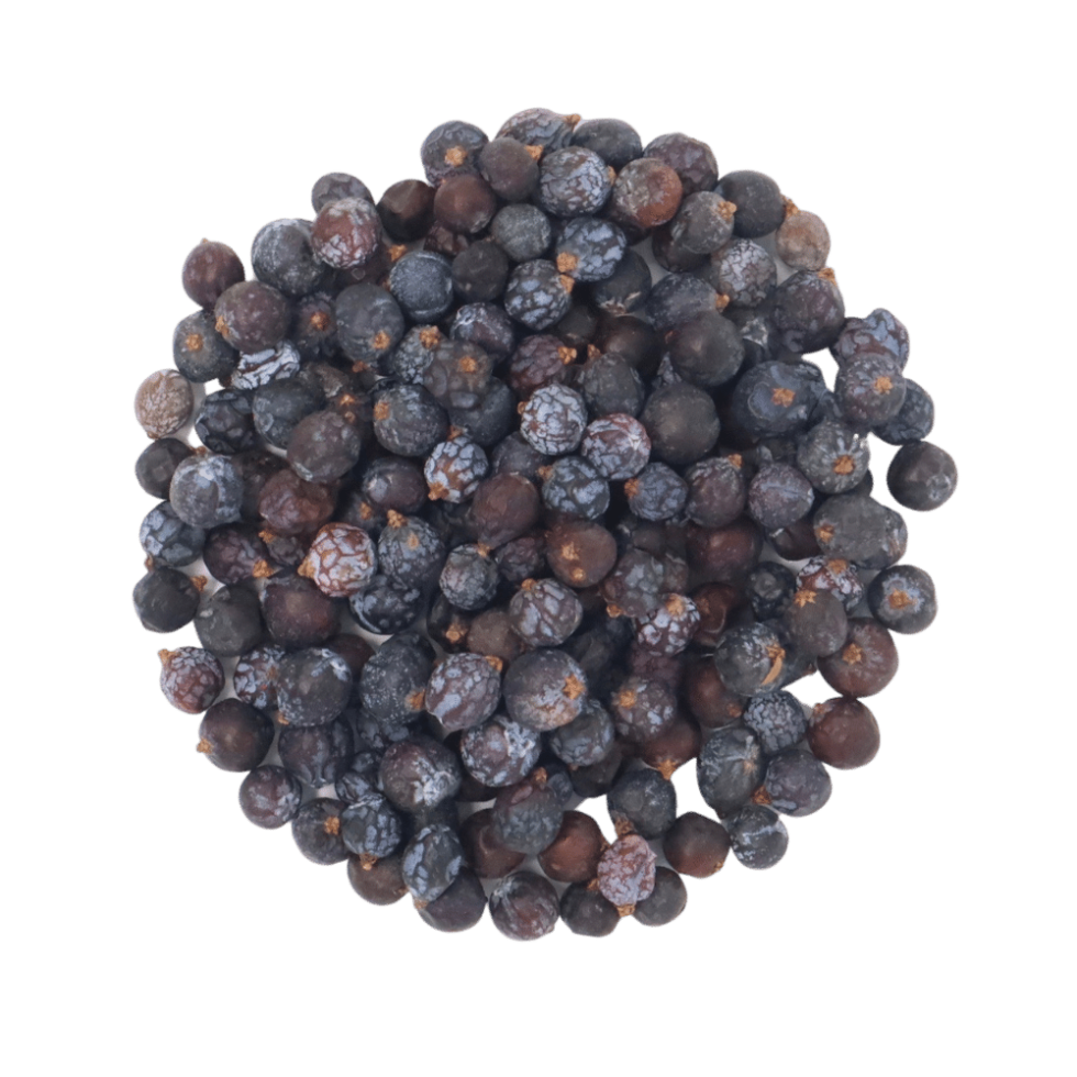 Dried Juniper Berries Forest For Dinner Wild Food Specialist on