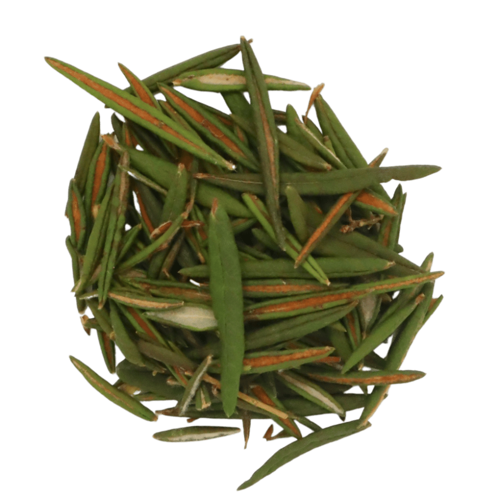 Dried Labrador Tea Forest For Dinner Wild Food Specialist on