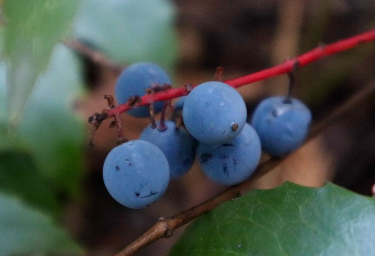 Wild Oregon grape Jelly Forest For Dinner Wild Food Specialist on