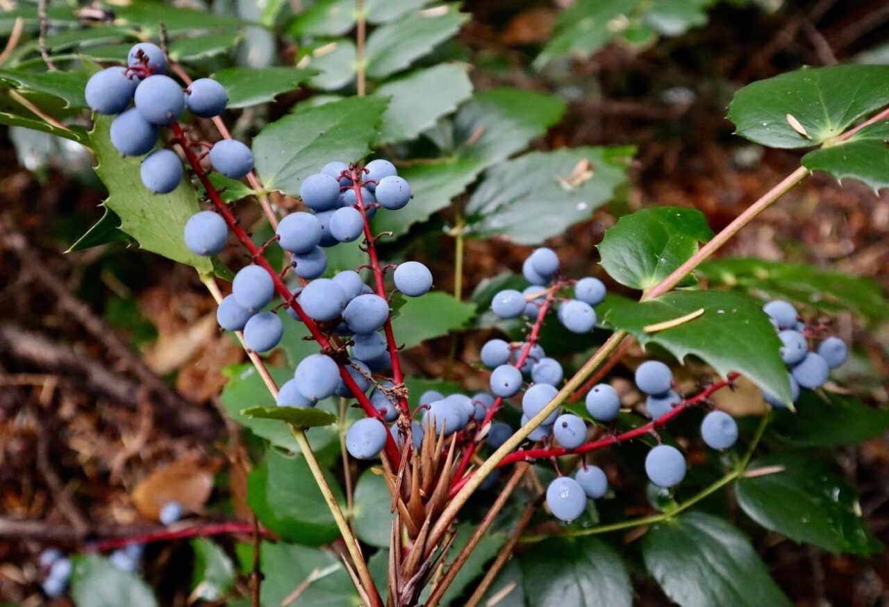 Wild Oregon grape Jelly Forest For Dinner Wild Food Specialist on