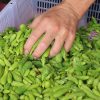 spruce-tips-hand