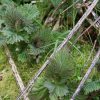 stinging-nettle
