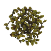 sweet-gale-dried